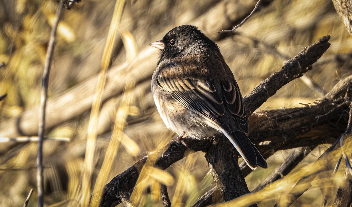 Junco Ojioscuro - ML646937212