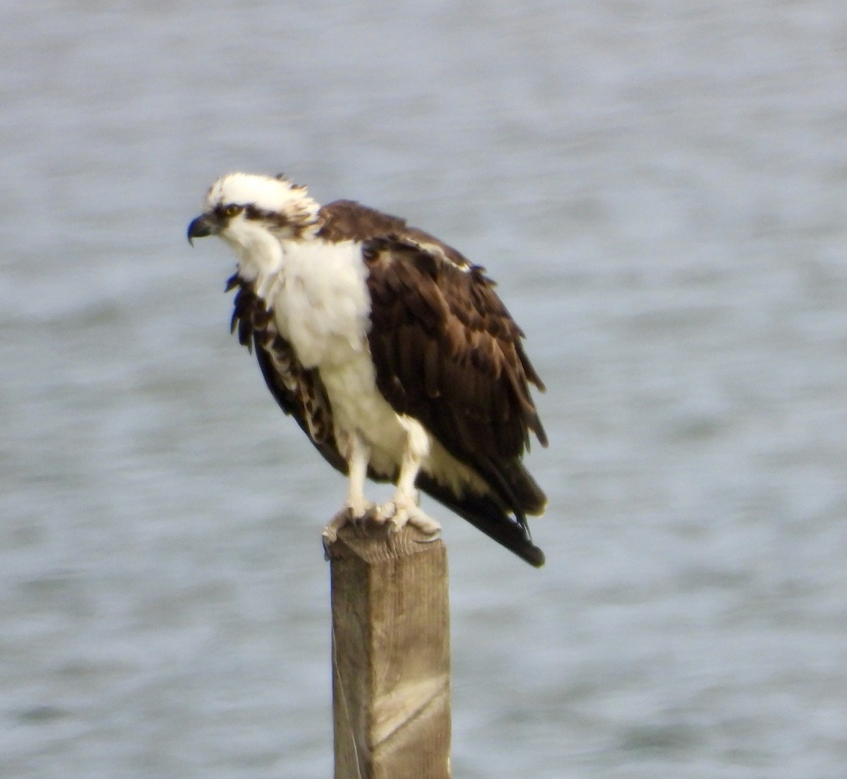 魚鷹 - ML646937213