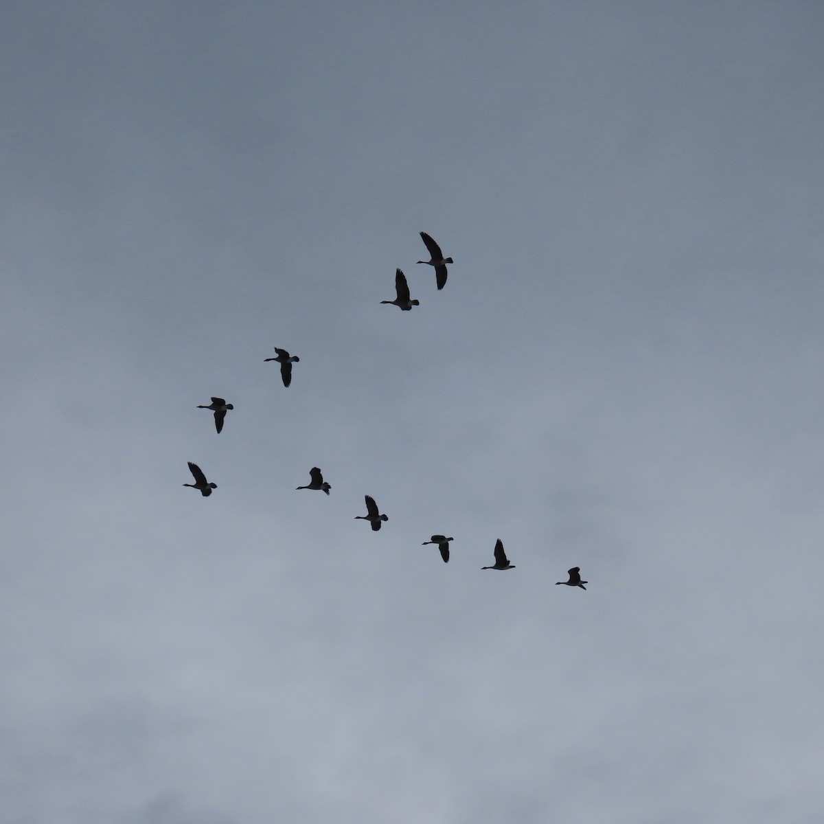 Canada Goose - ML646937215