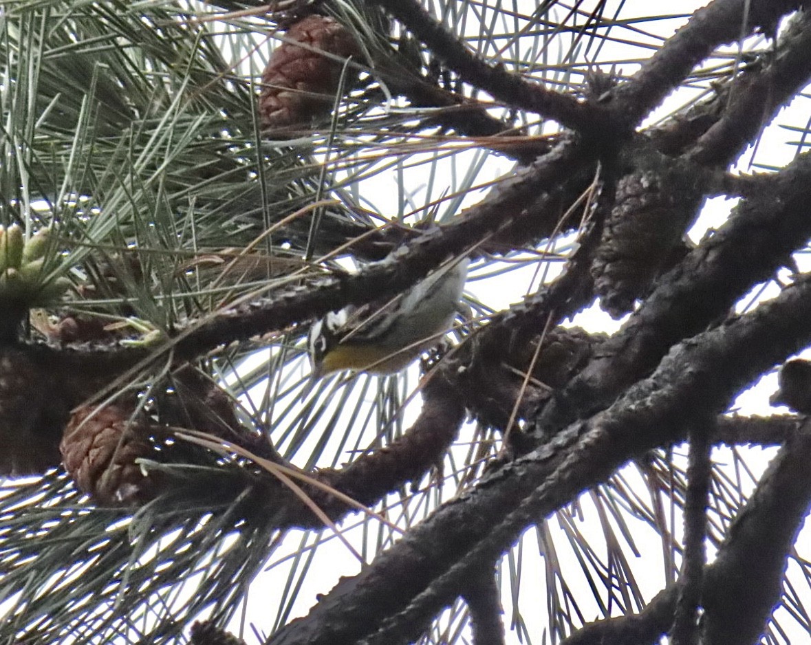 Yellow-throated Warbler - ML646937217