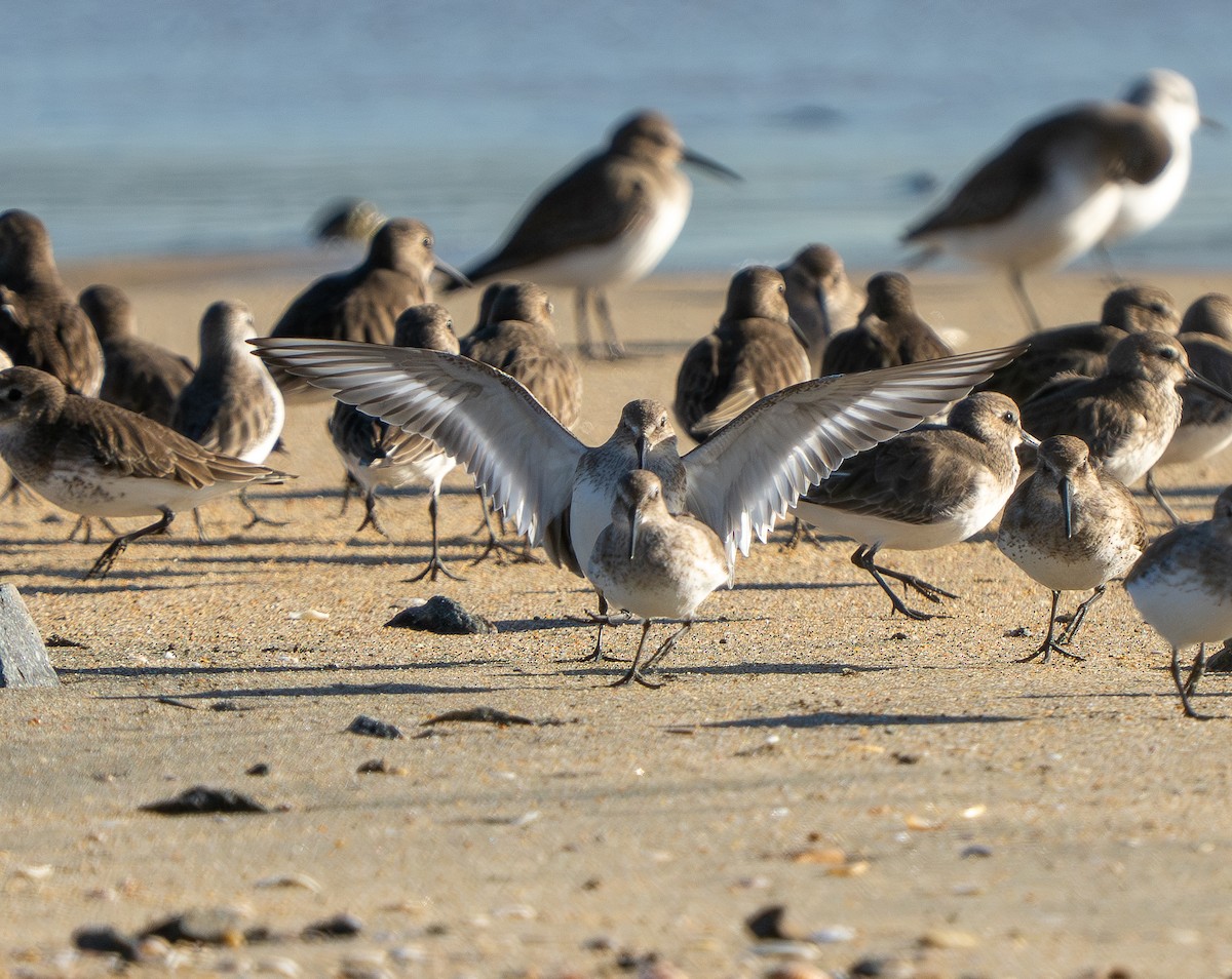 Dunlin - ML646937219