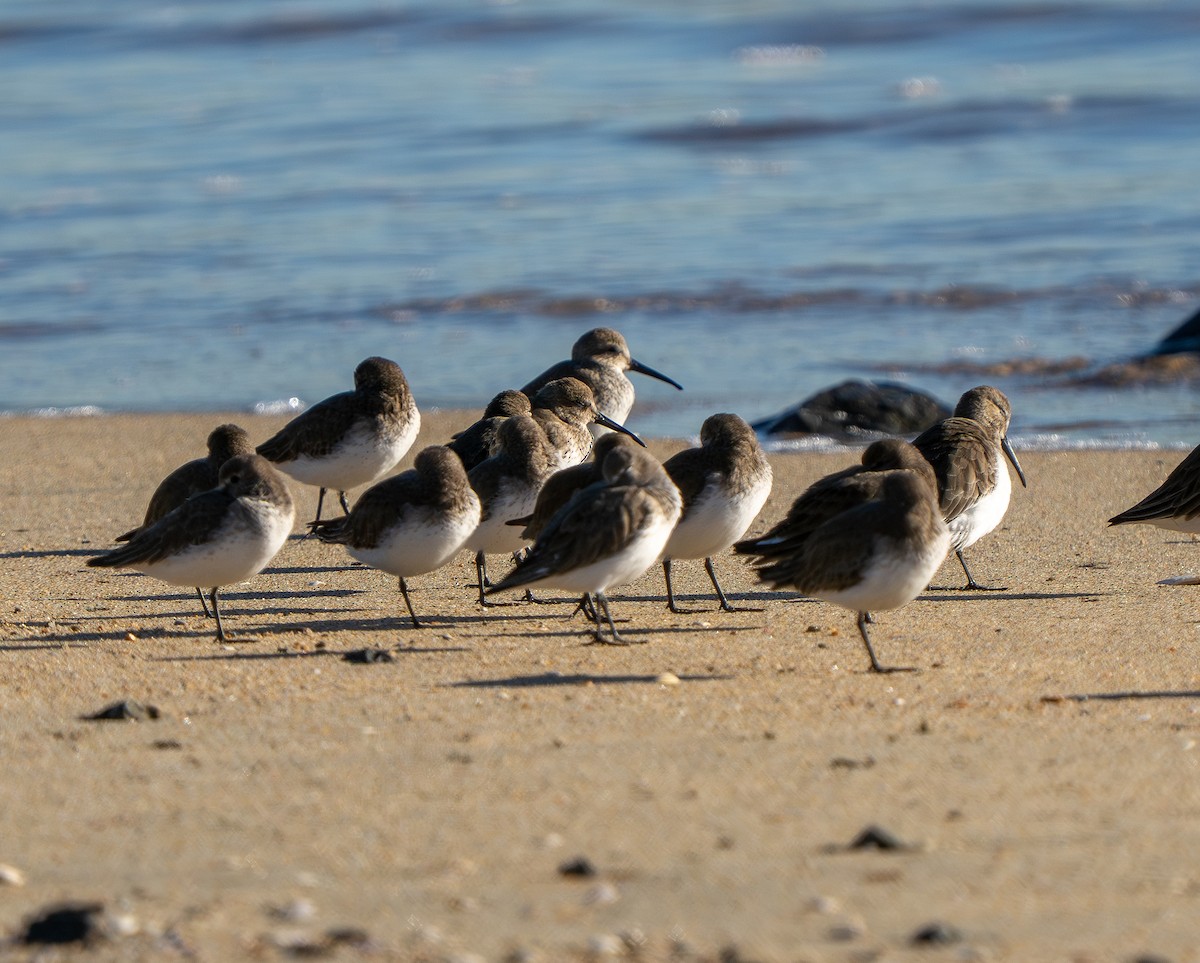 Dunlin - ML646937220
