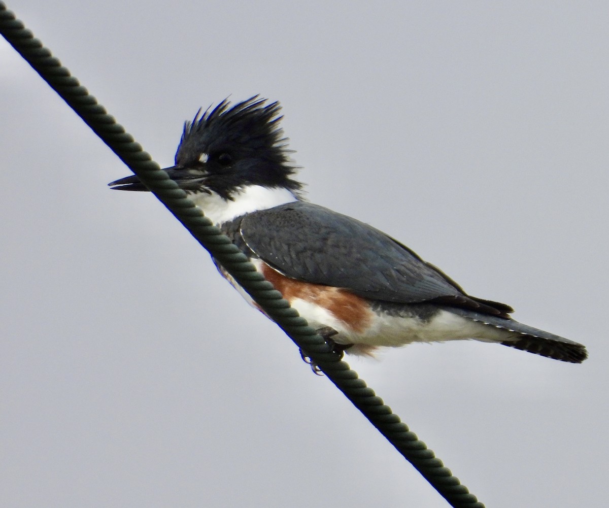 Belted Kingfisher - ML646937221