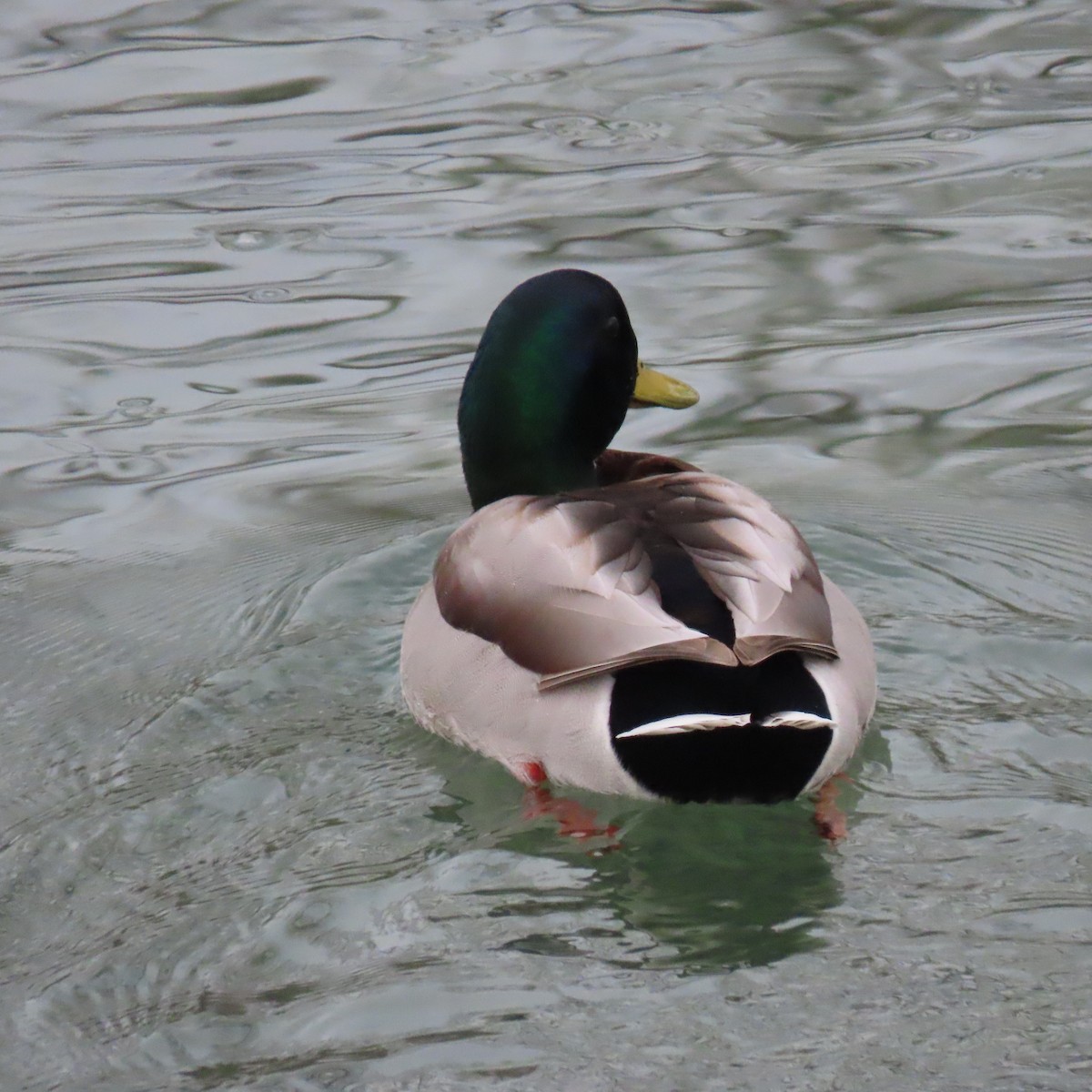 Yeşilbaş - ML646937228