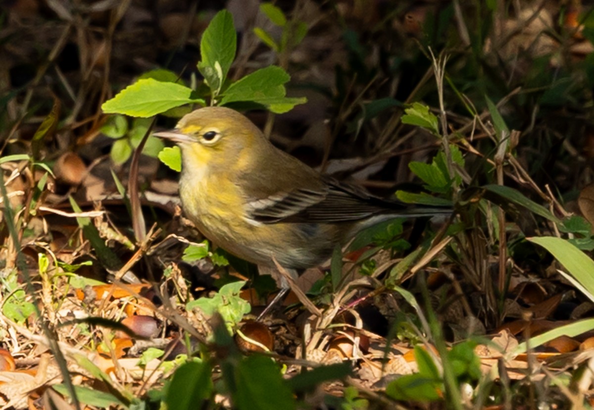 Çam Ötleğeni - ML646937229