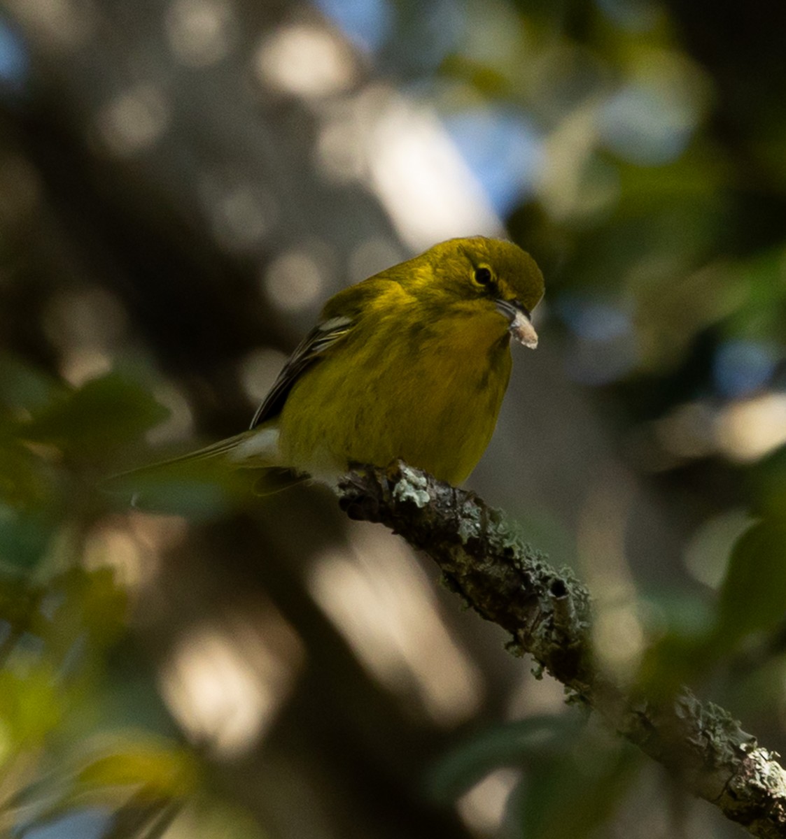 Çam Ötleğeni - ML646937230