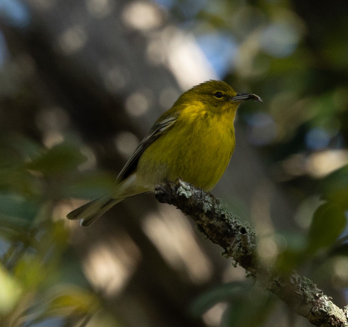 Çam Ötleğeni - ML646937231