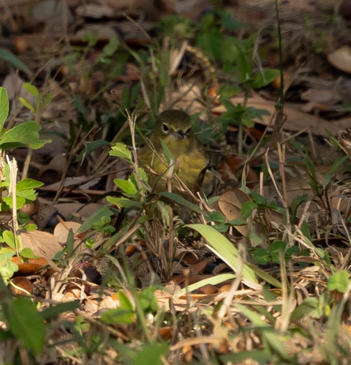 Çam Ötleğeni - ML646937232