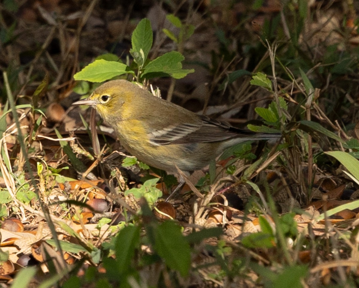 Çam Ötleğeni - ML646937233