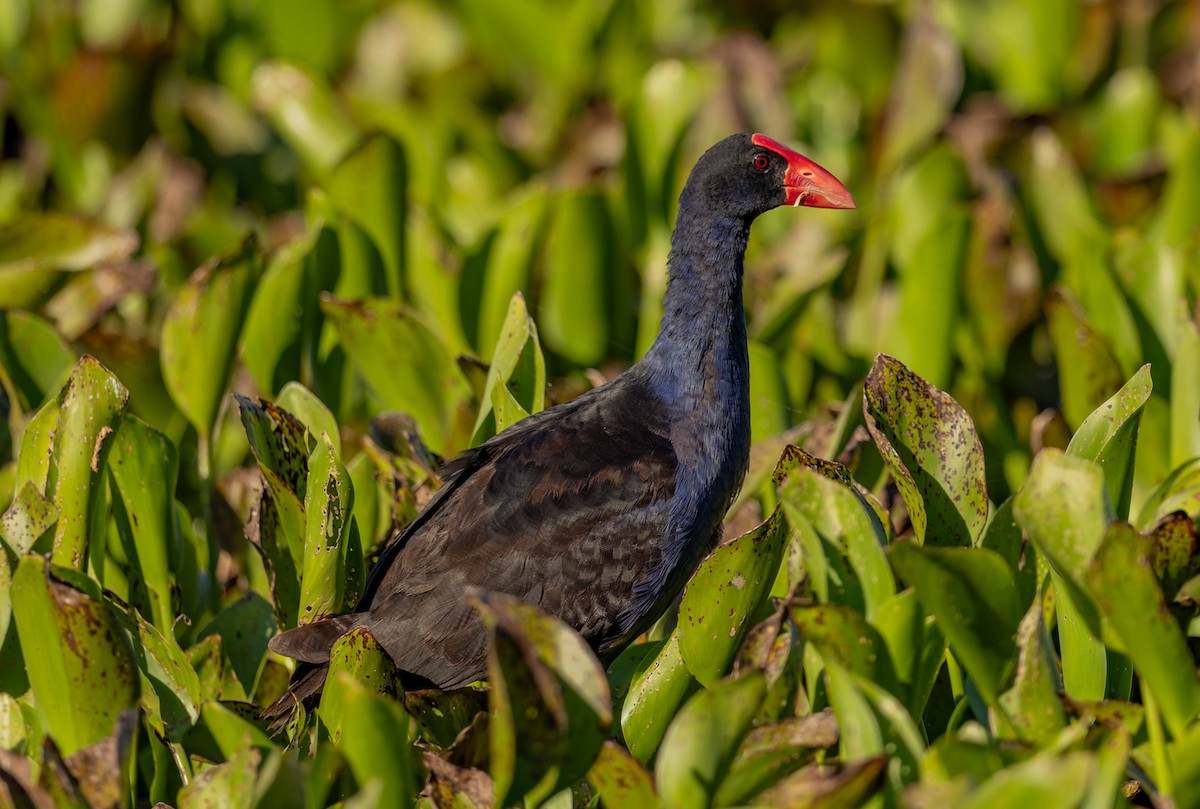 Avustralya Sazhorozu - ML646937234