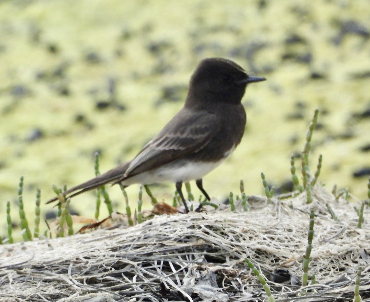 Kara Fibi - ML646937235