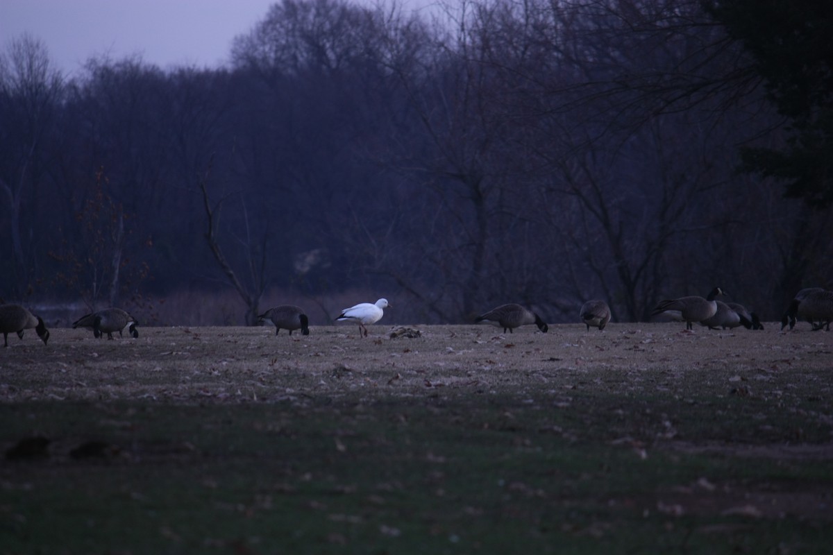 Küçük Kar Kazı - ML646937236