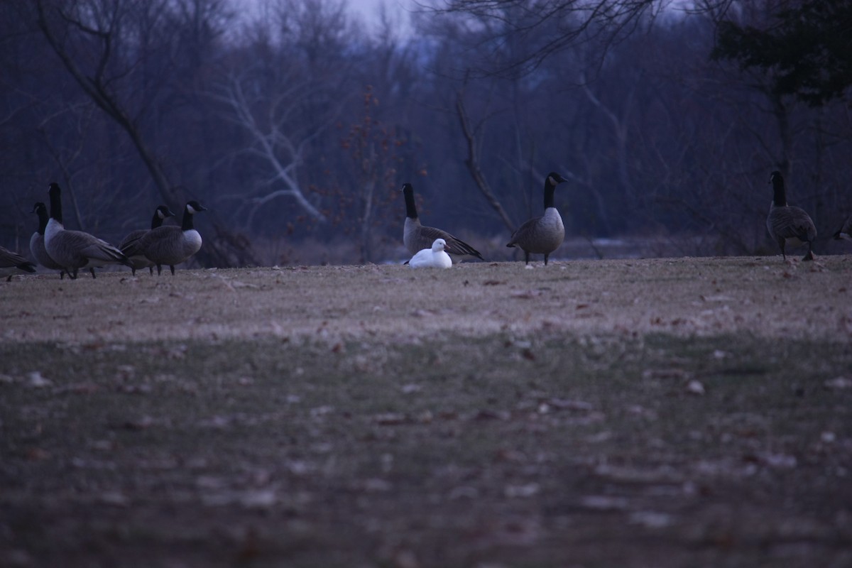 Küçük Kar Kazı - ML646937237