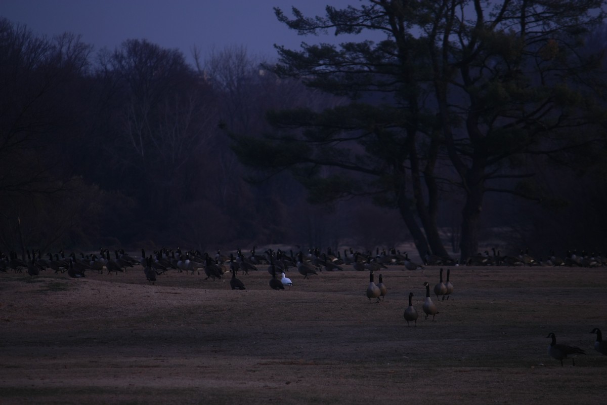 Küçük Kar Kazı - ML646937238