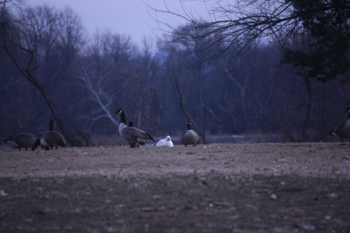 Küçük Kar Kazı - ML646937239