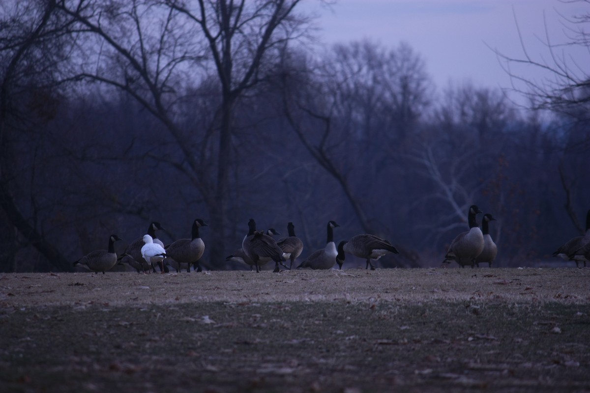 Küçük Kar Kazı - ML646937241