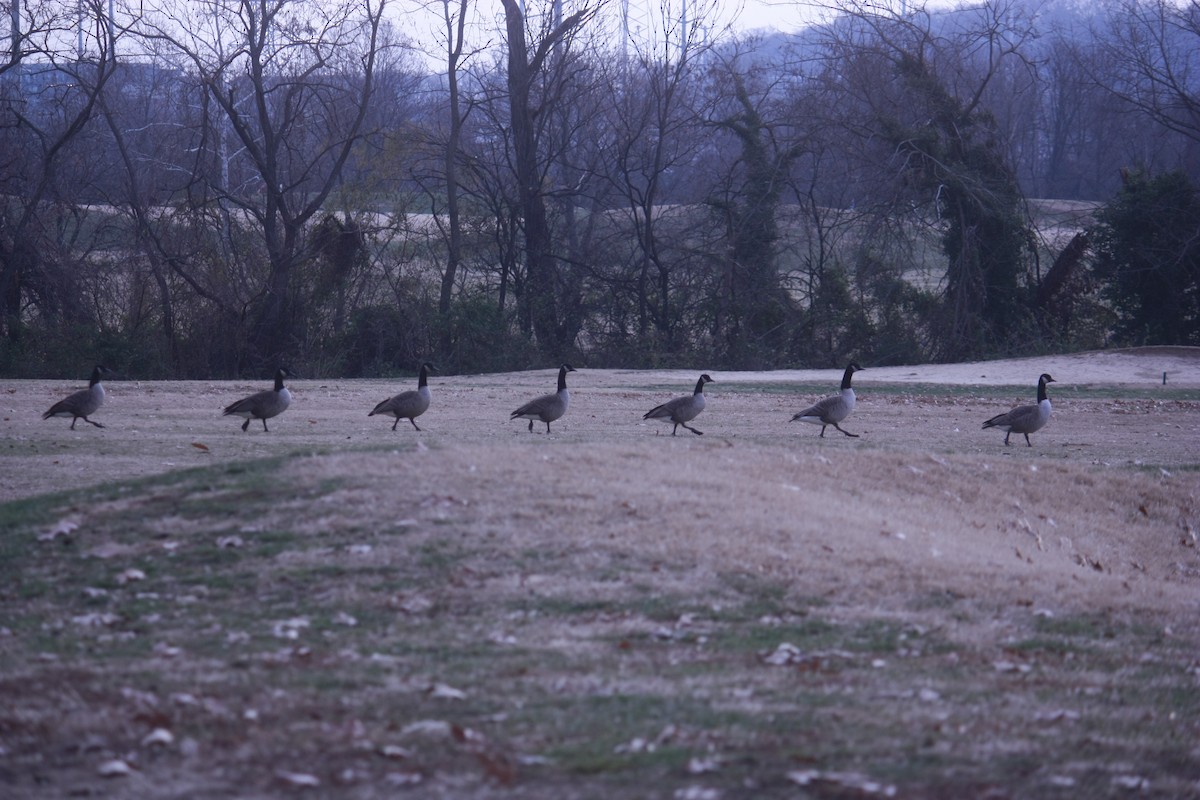 Küçük Kar Kazı - ML646937242