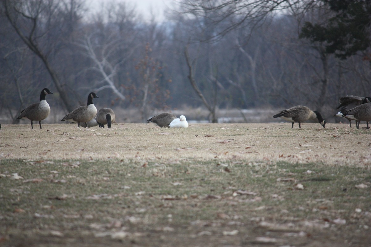 Küçük Kar Kazı - ML646937245