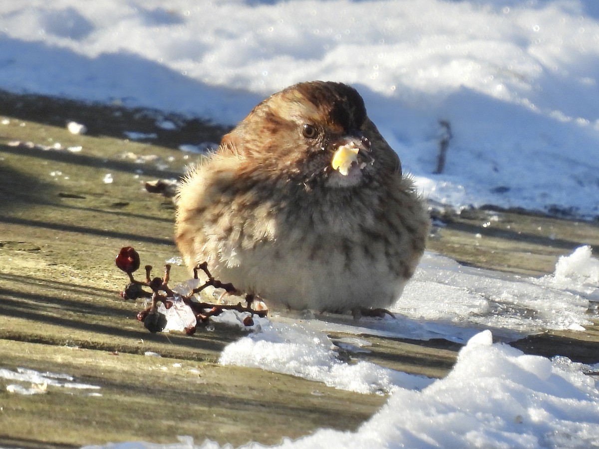 Ak Boğazlı Serçe - ML646937246