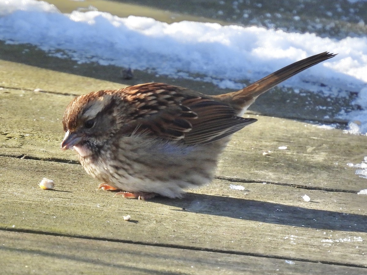 Ak Boğazlı Serçe - ML646937247