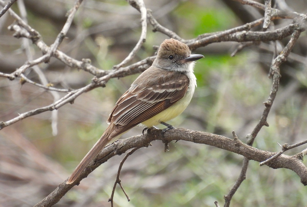 Boz Alınlı Sinekkapan - ML646937248