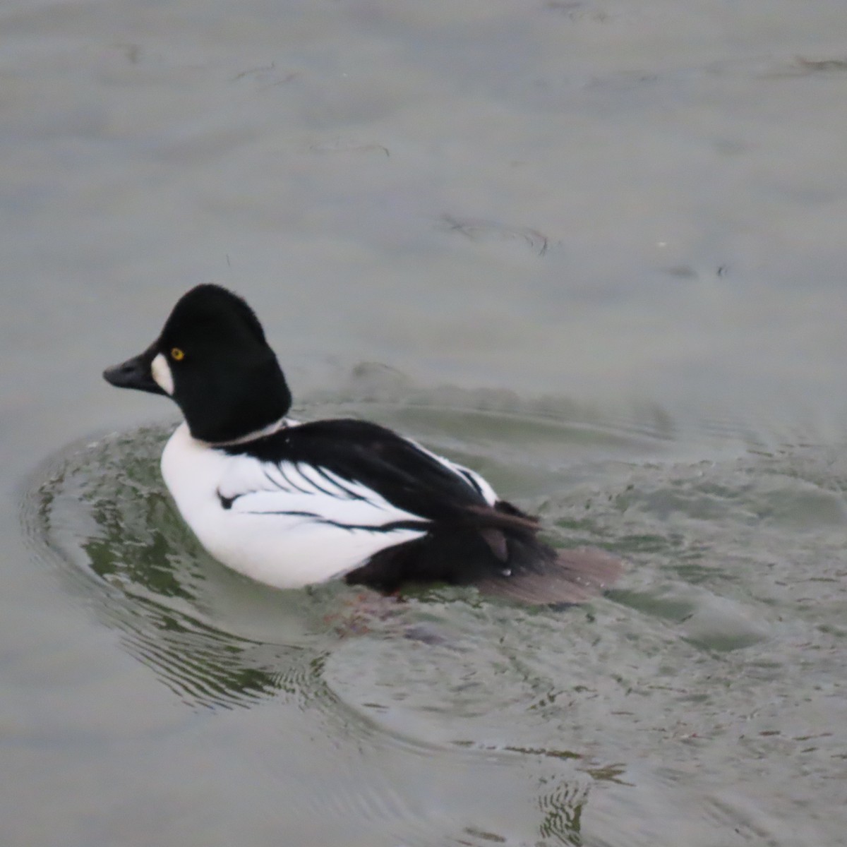 Altıngöz - ML646937249