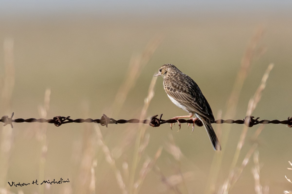 Çako İncirkuşu - ML646937250