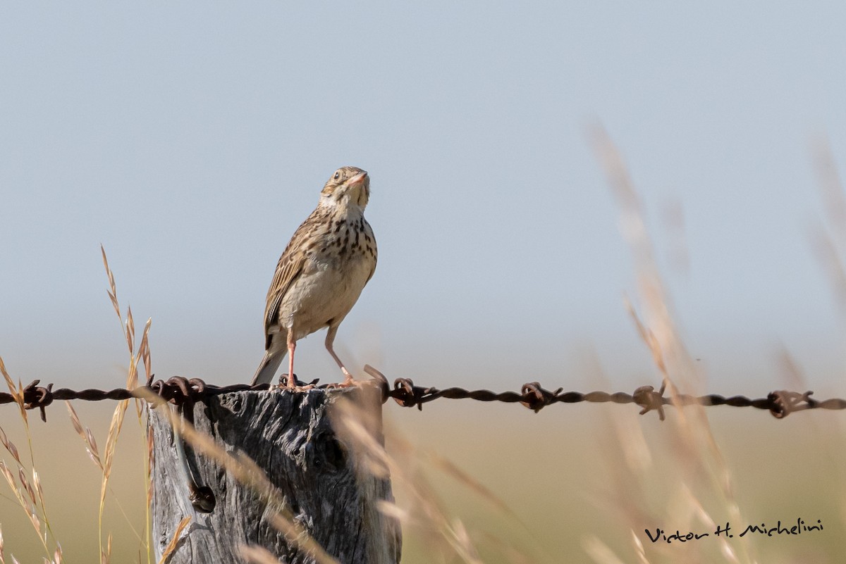 Çako İncirkuşu - ML646937251