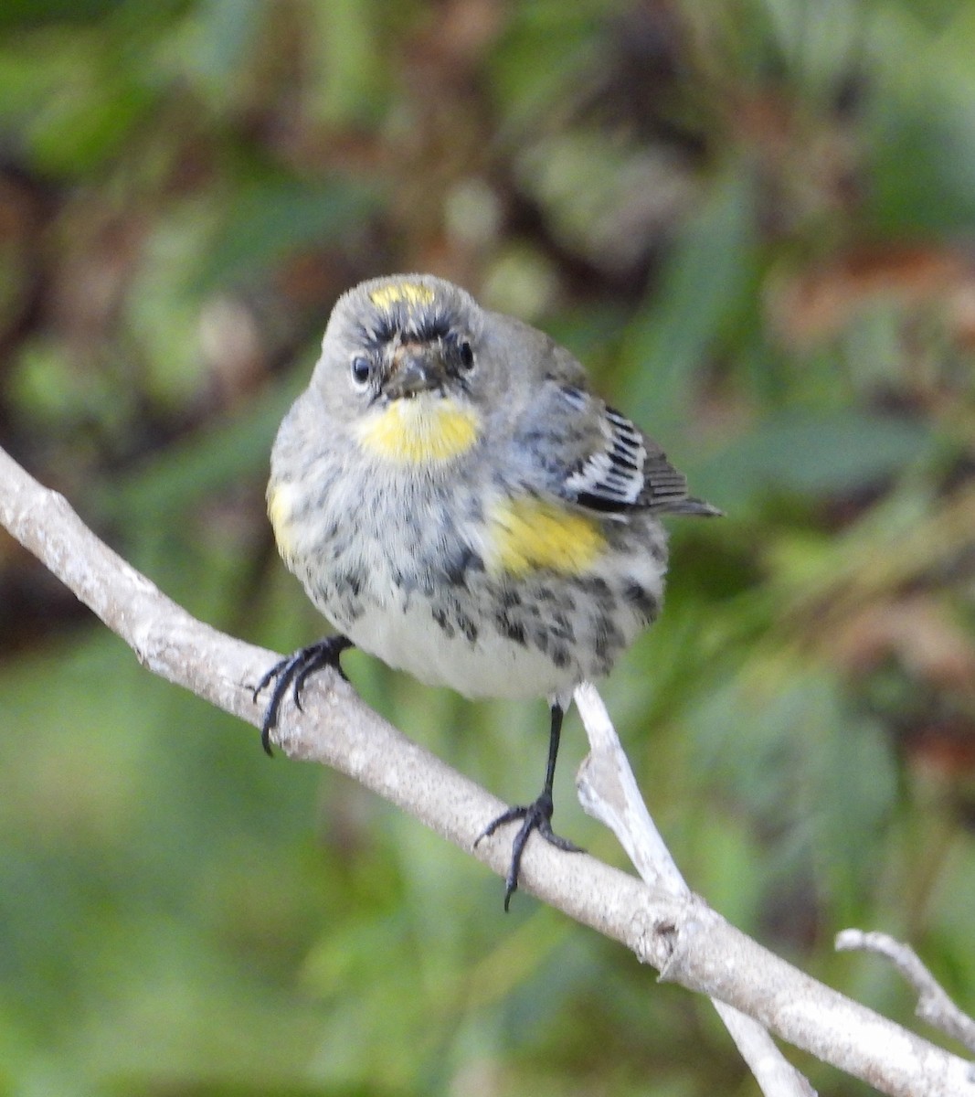 Taçlı Ötleğen - ML646937252