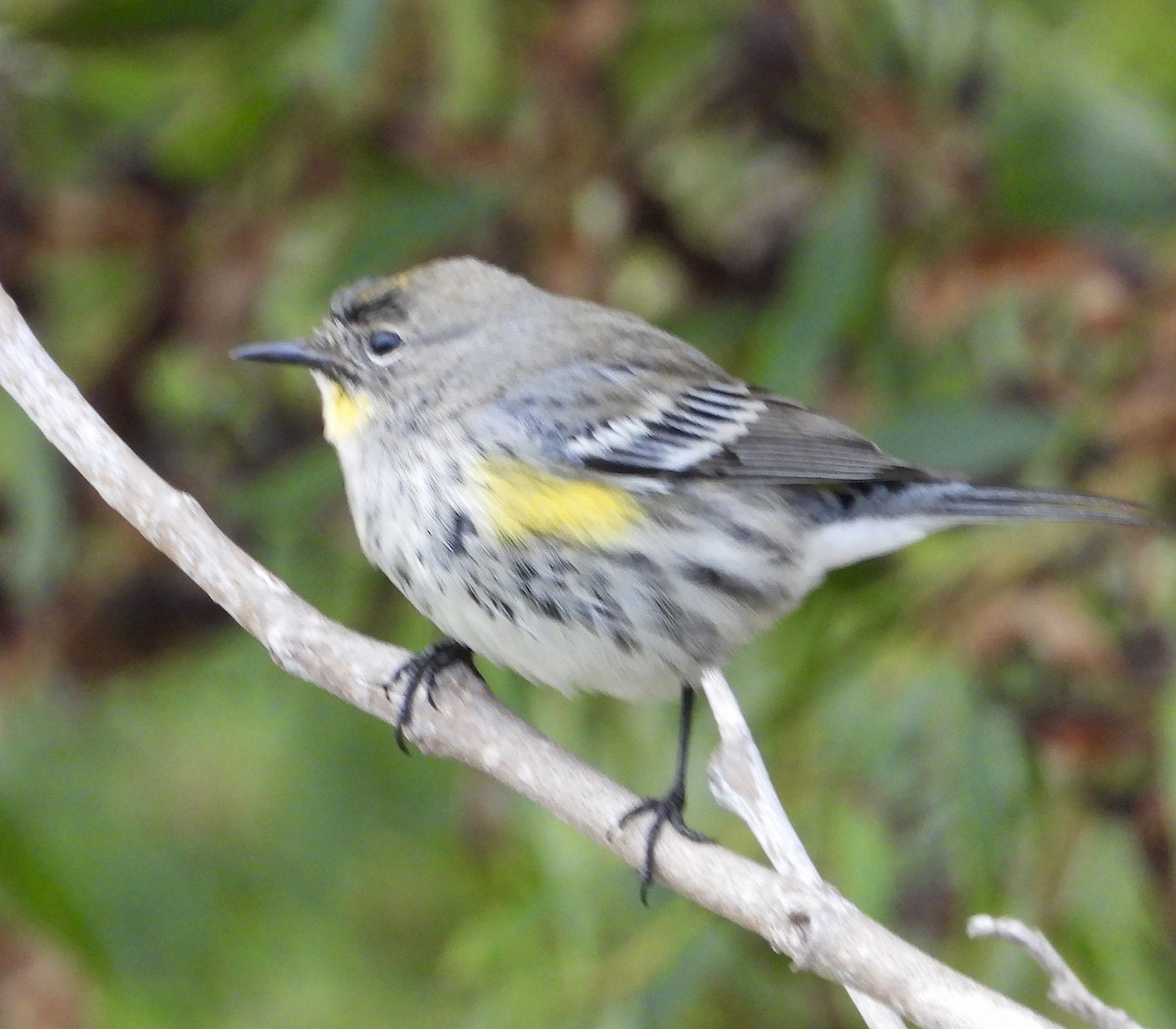 Taçlı Ötleğen - ML646937253