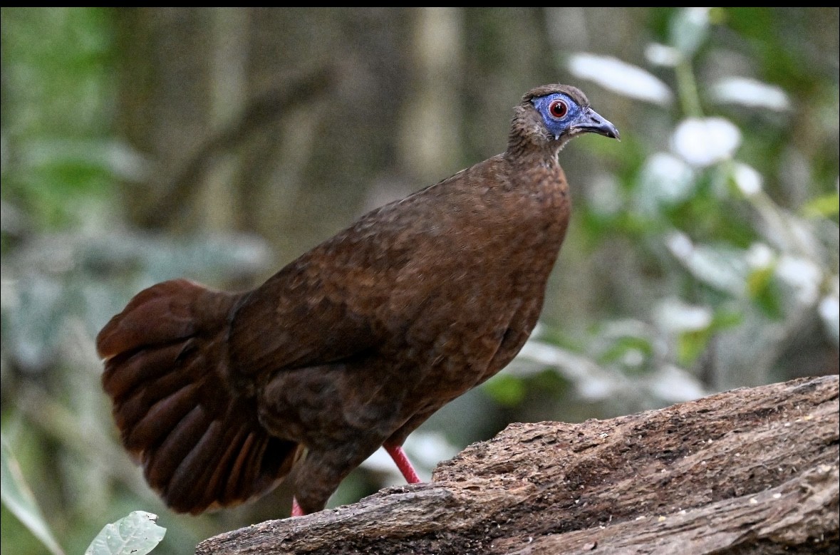 Mavi İbikli Küçük Sülün - ML646937254