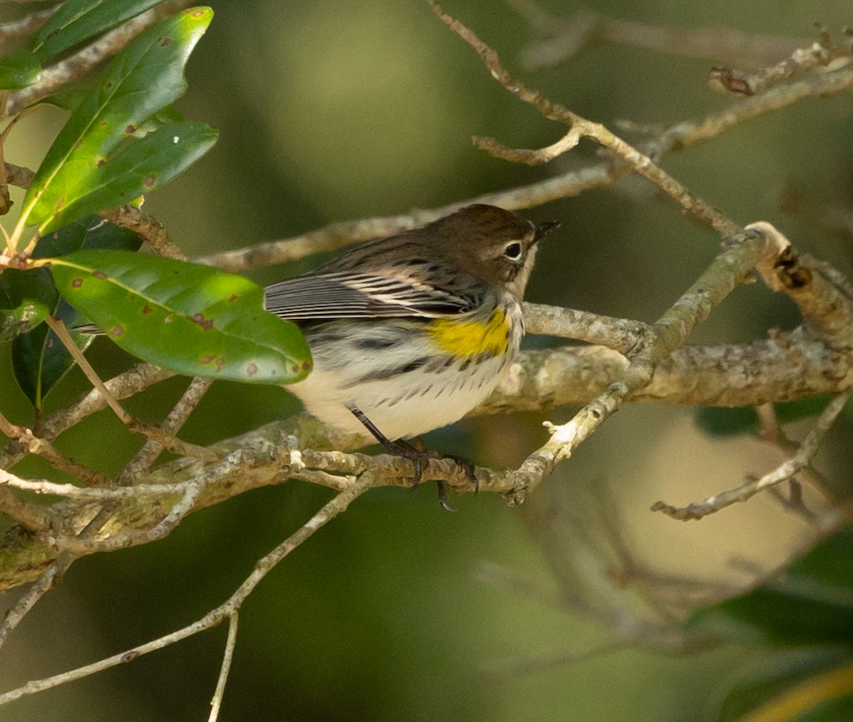 Taçlı Ötleğen (coronata) - ML646937256