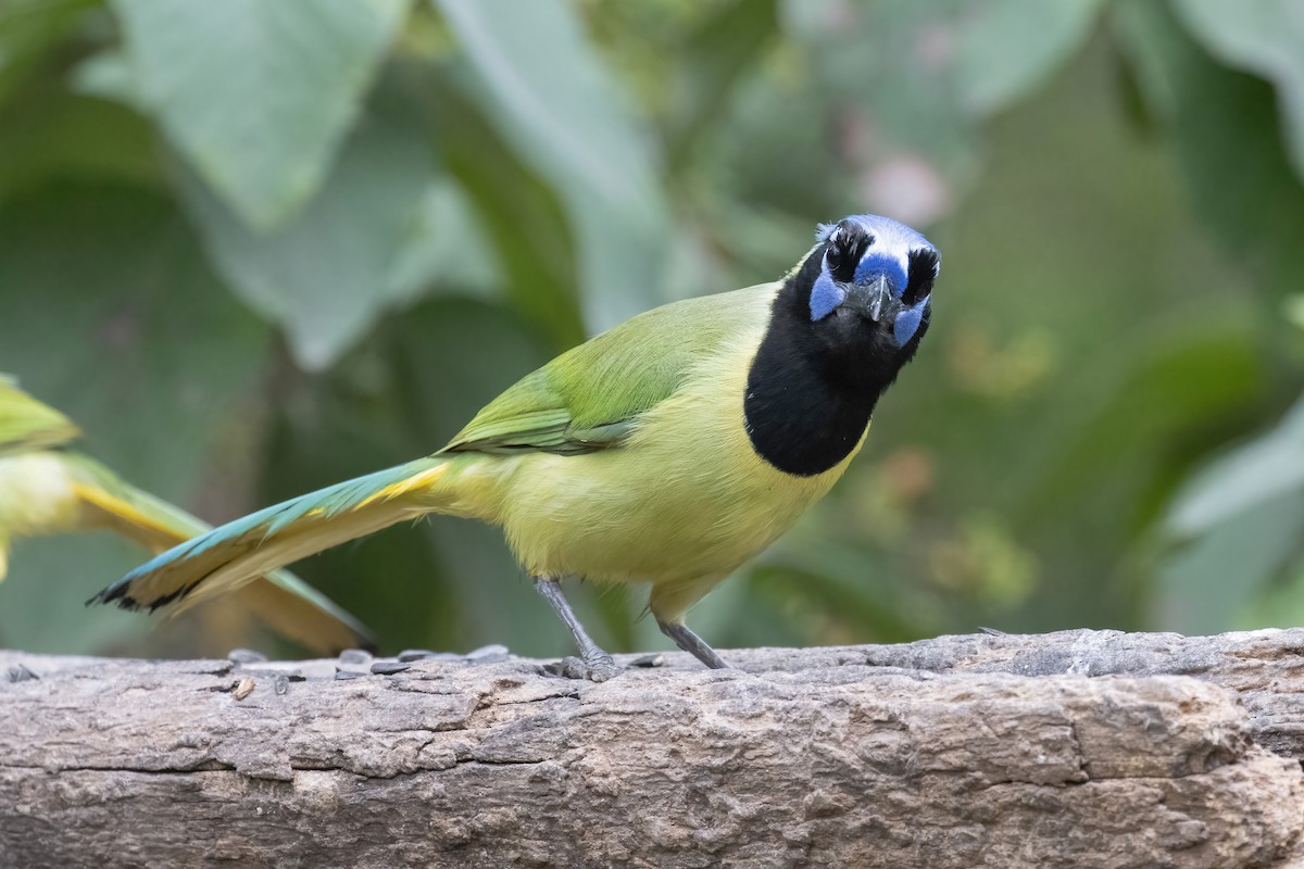 Yeşil Karga - ML646937257