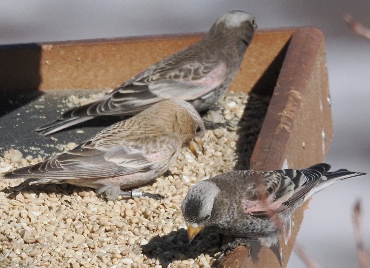 Brown-capped Rosy-Finch - ML646937259