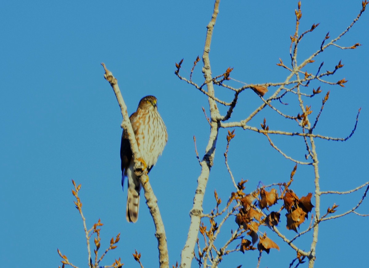 parulahauk - ML646937261