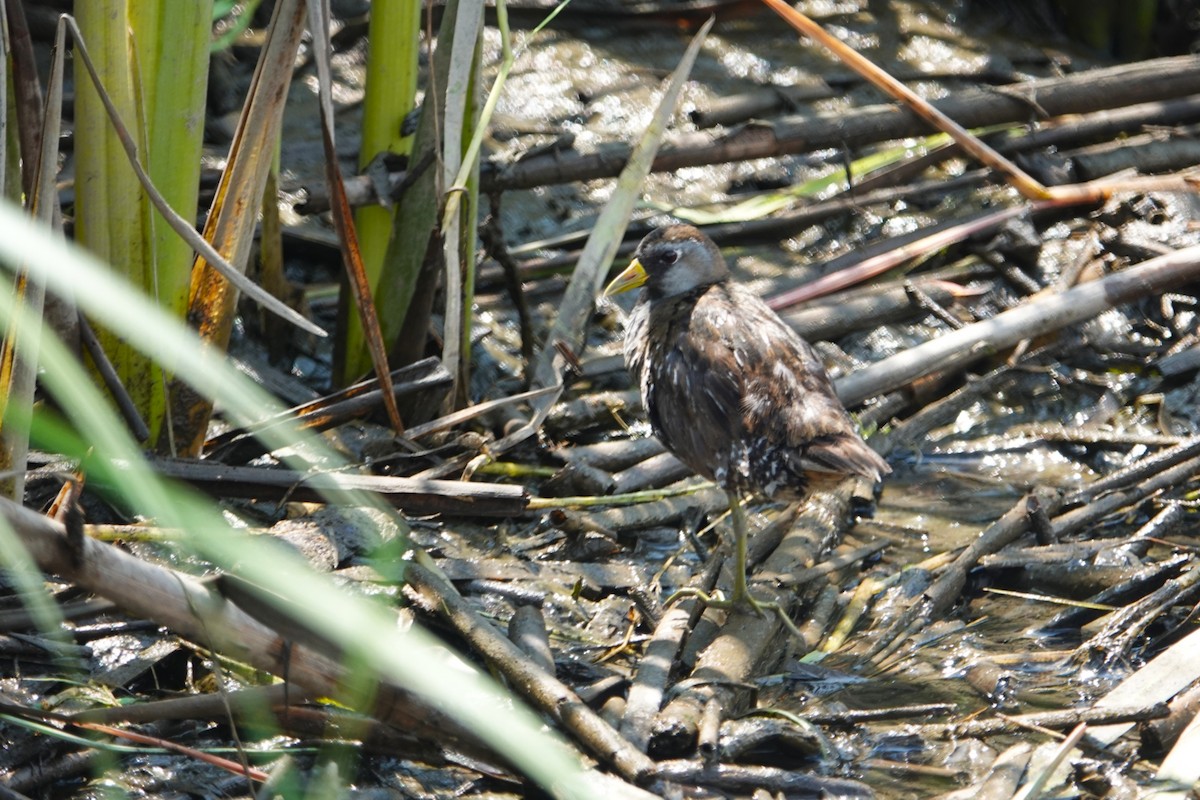 Погонич каролінський - ML646937262