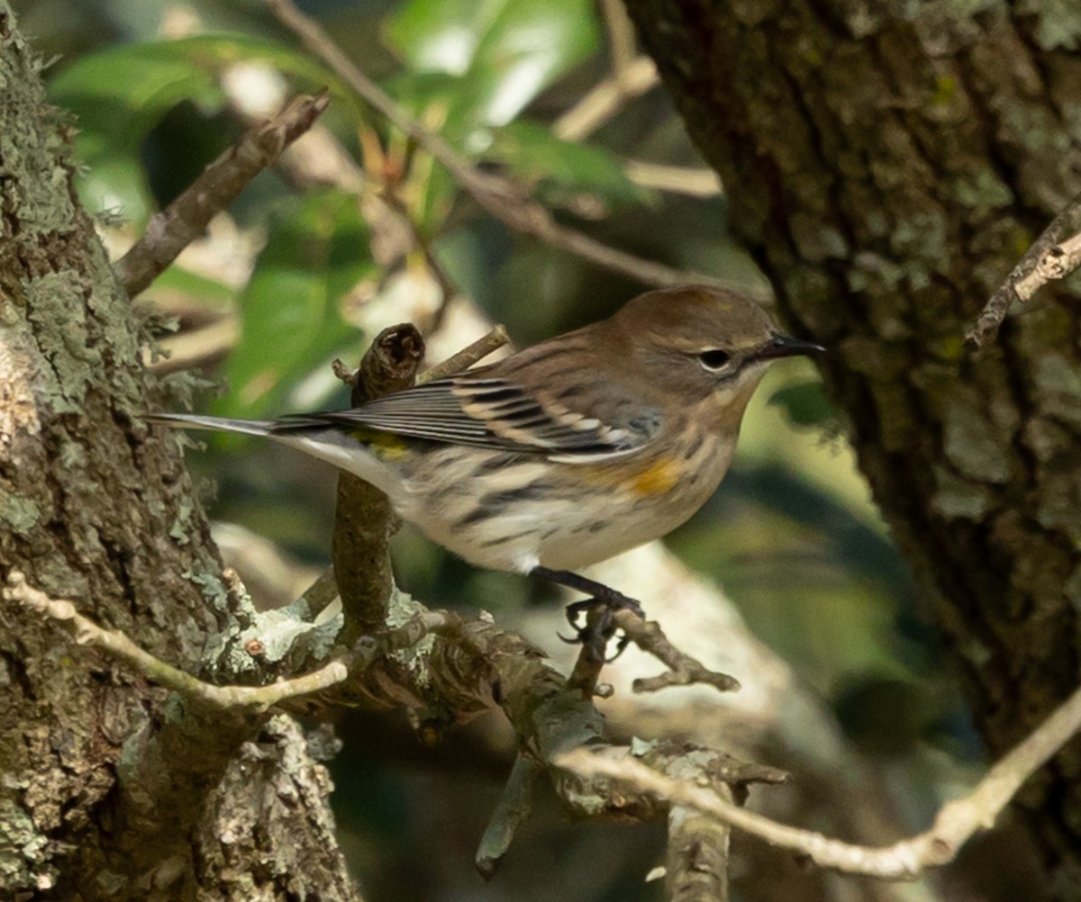 Yellow-rumped Warbler (Myrtle) - ML646937263