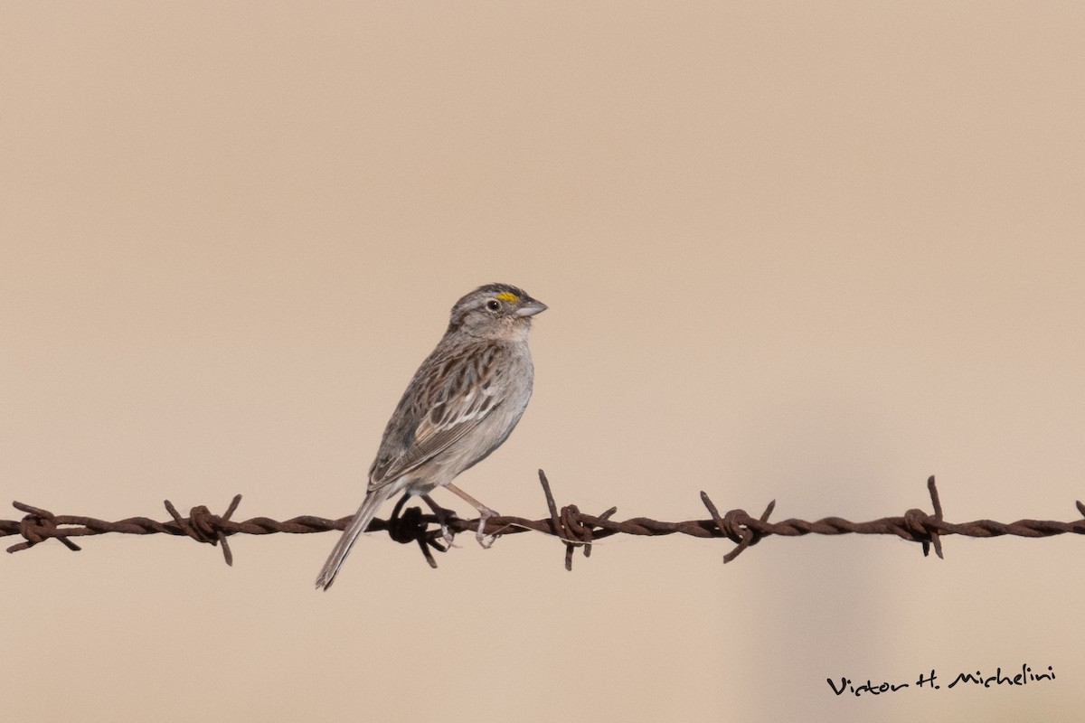 Grassland Sparrow - ML646937265