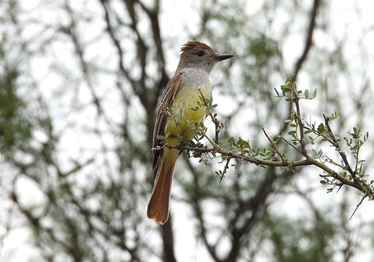 Brown-crested Flycatcher - ML646937266