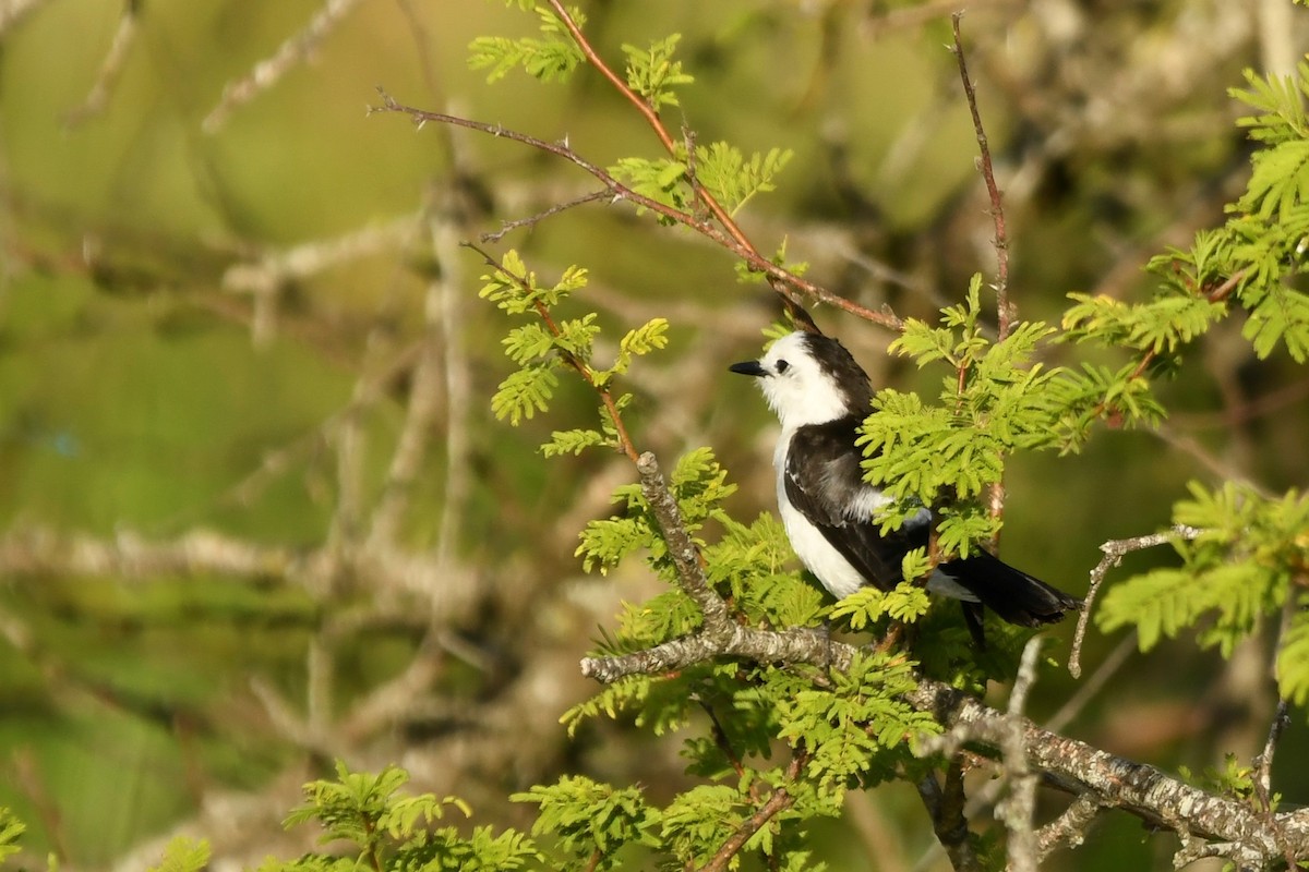 Black-backed Water-Tyrant - ML646937267