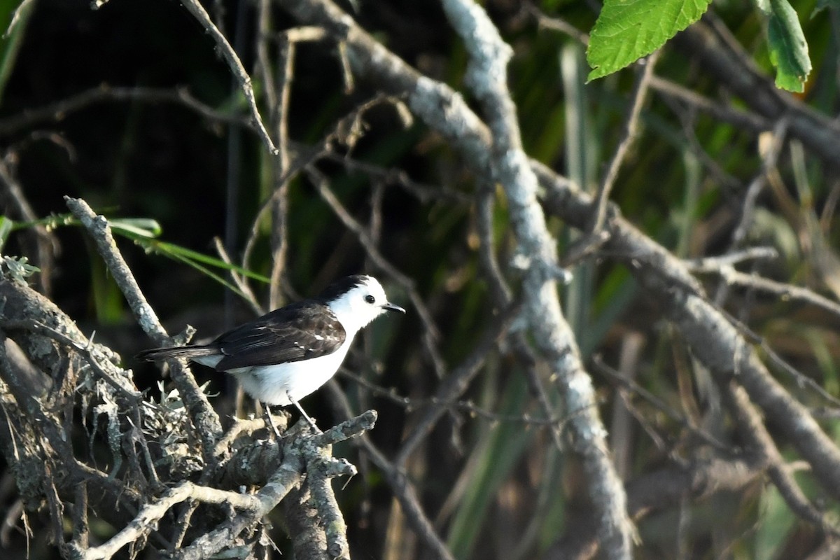 Black-backed Water-Tyrant - ML646937268