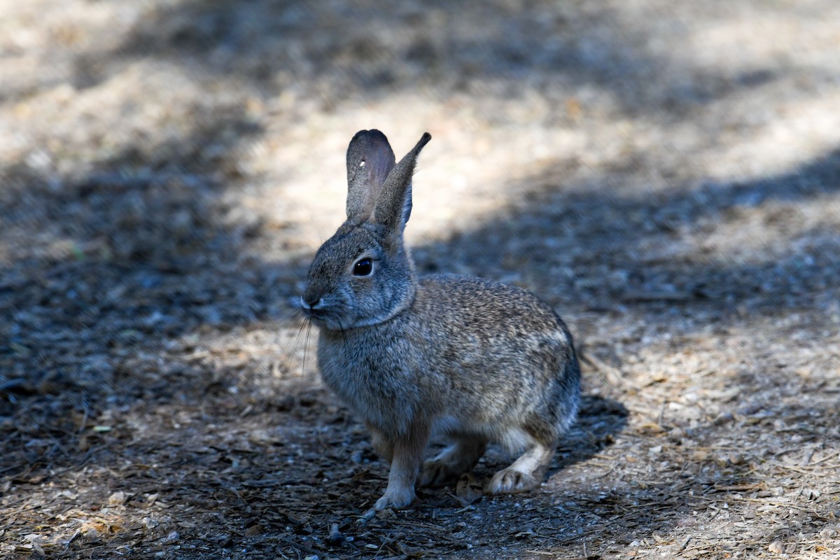 Desert Cottontail - ML646937269