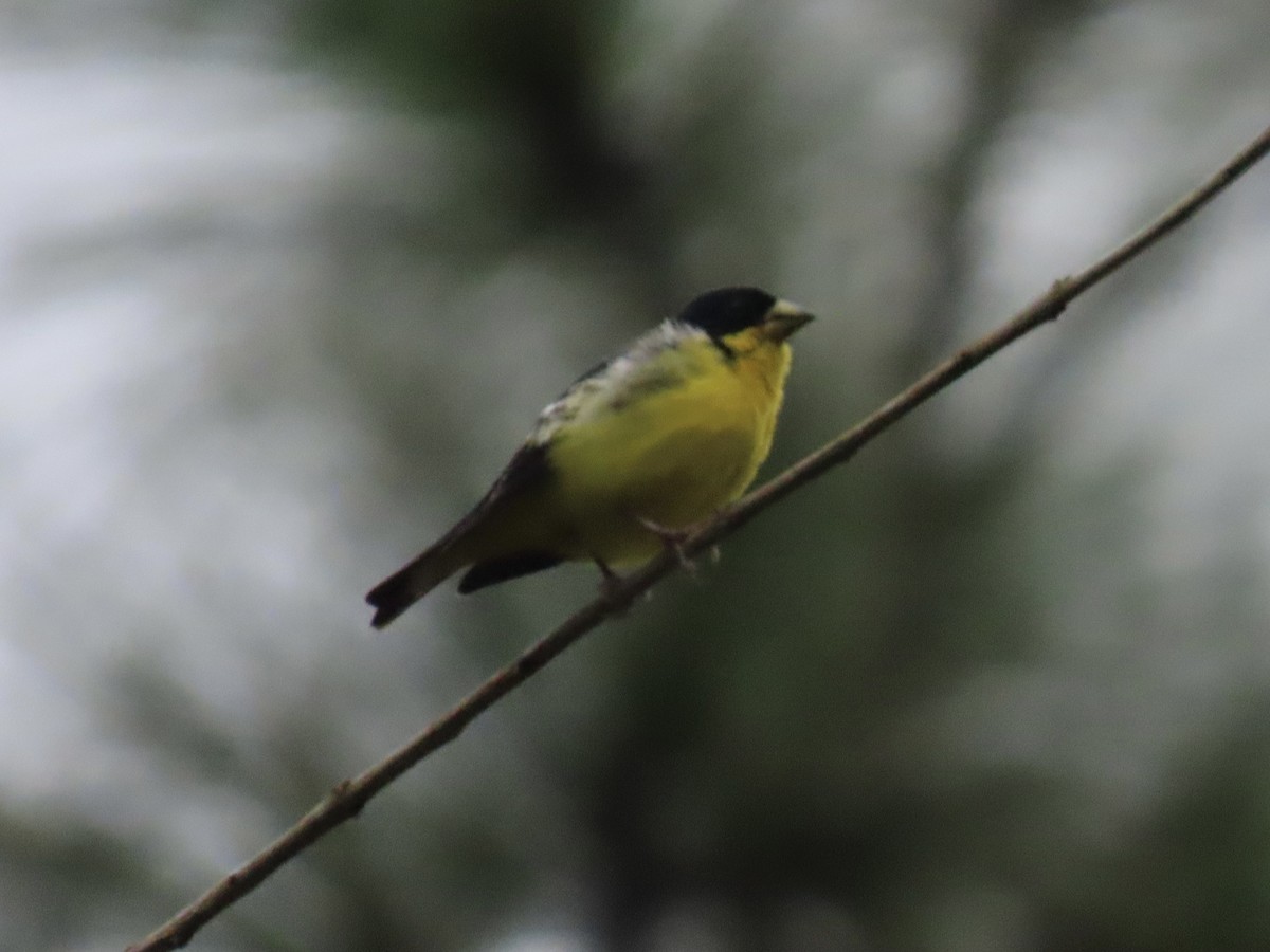 Mexikozeisig - ML646937270