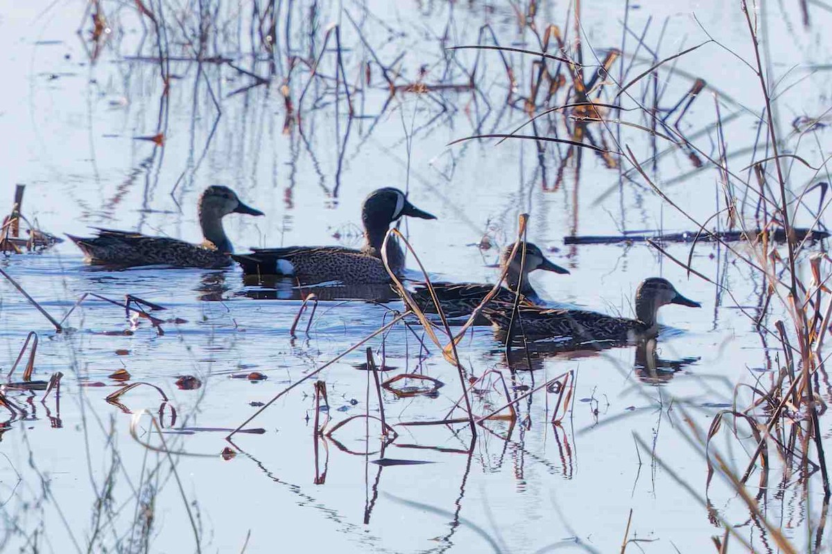 Blue-winged Teal - ML646937273