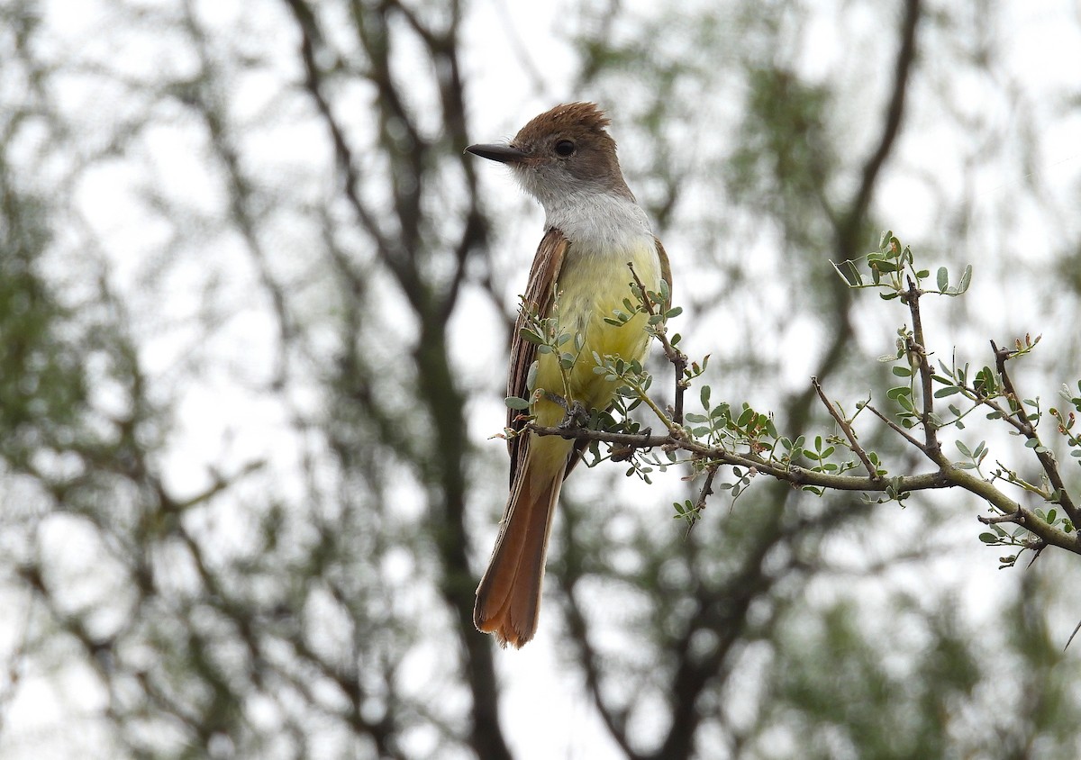 Brown-crested Flycatcher - ML646937275
