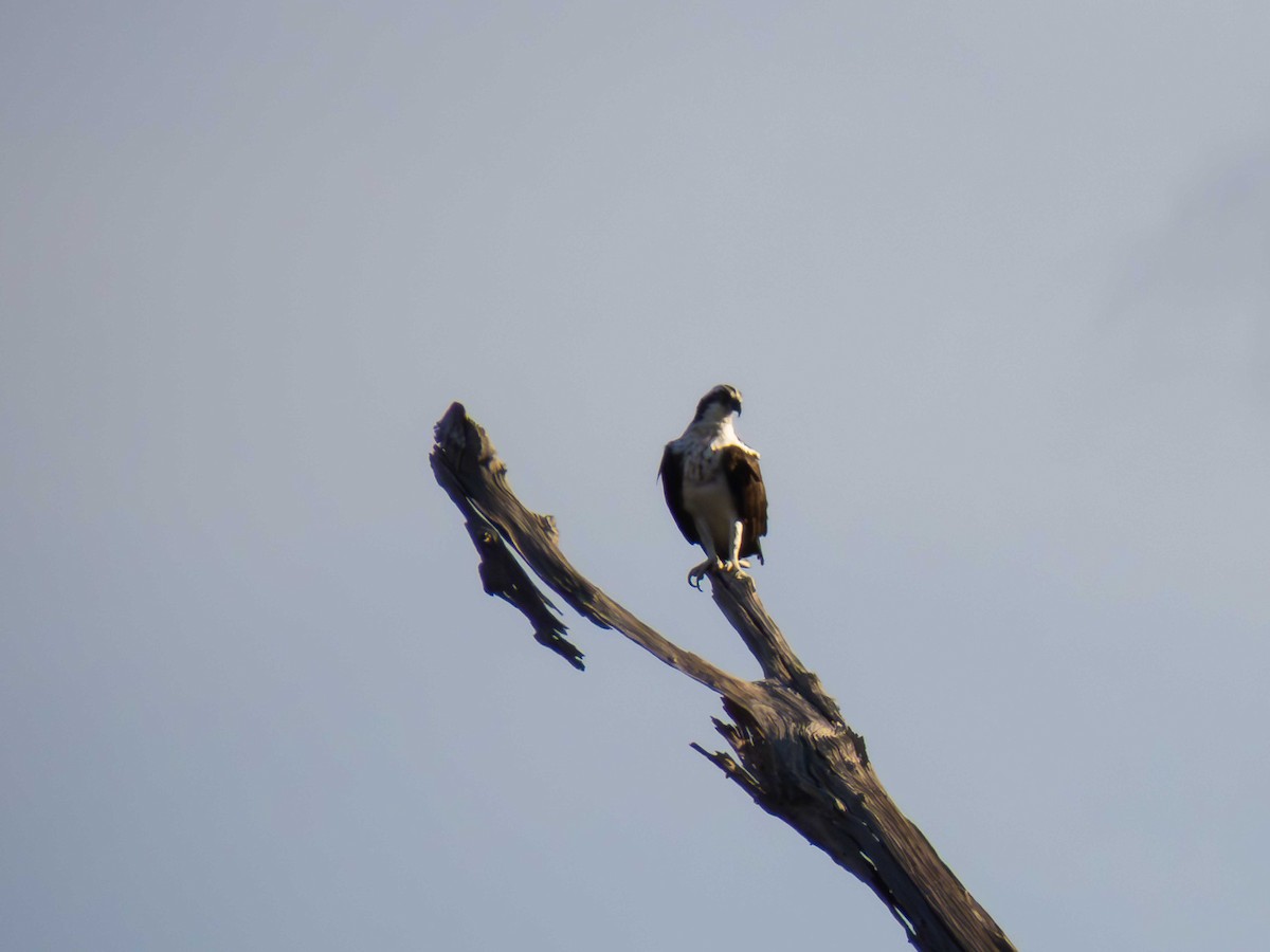 Osprey - ML646937282