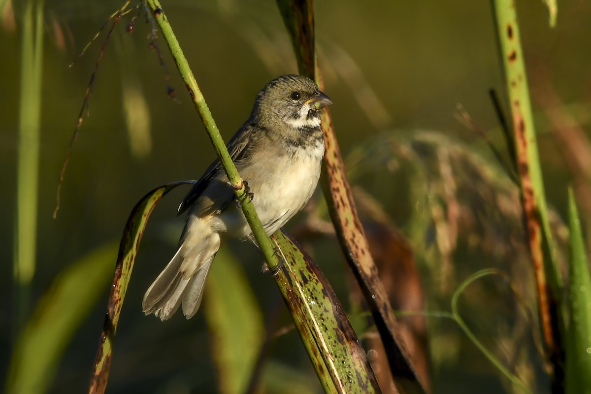 Sporophile à col double - ML646937284