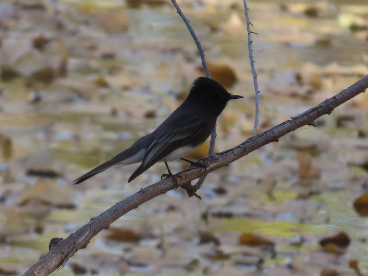 Black Phoebe - ML646937289
