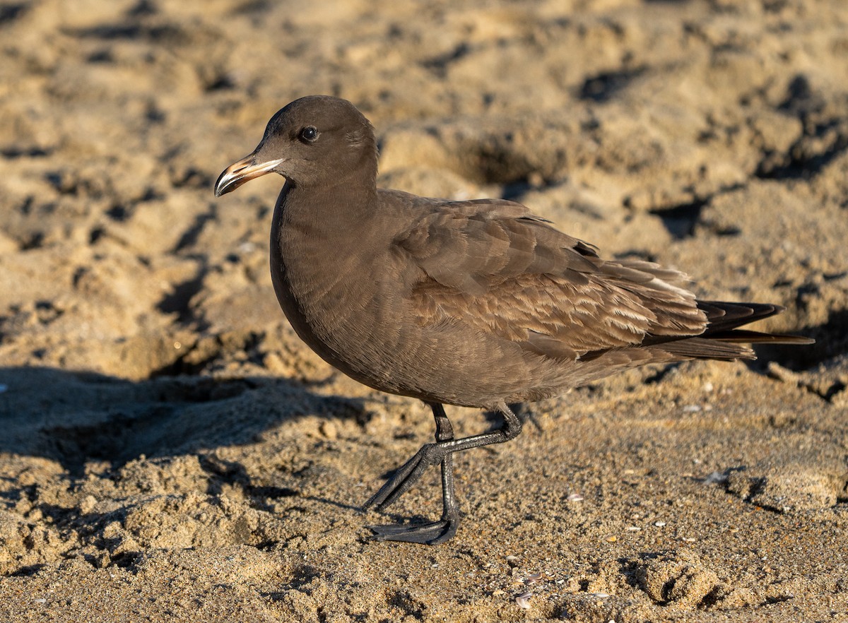 Heermann's Gull - ML646937290