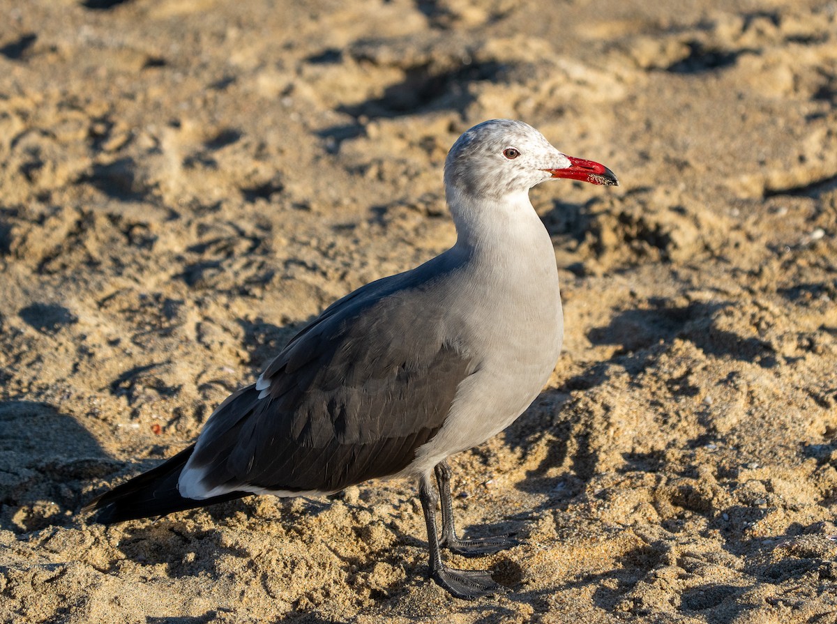 Heermann's Gull - ML646937291